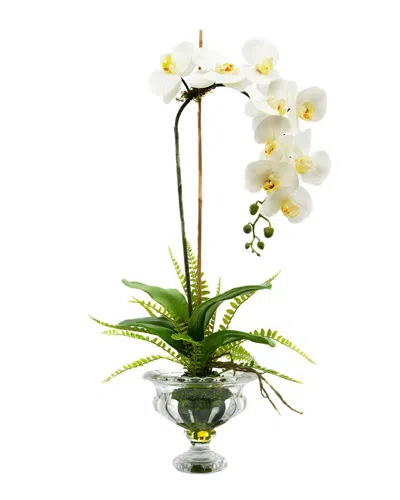 CREATIVE DISPLAYS CREATIVE DISPLAYS WHITE ORCHID WITH FERN FLORAL ARRANGEMENT