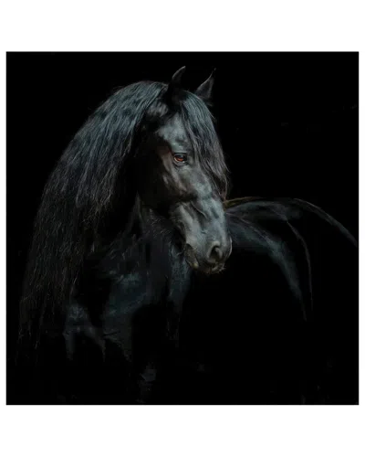 EMPIRE ART DIRECT EMPIRE ART DIRECT BLACK EQUINE ATTRACTION FRAMELESS FREE FLOATING TEMPERED GLASS PANEL GRAPHIC WALL 