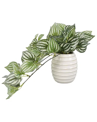 FLORA BUNDA FLORA BUNDA TRAILING IVY IN 4.75IN CERAMIC PLANTER