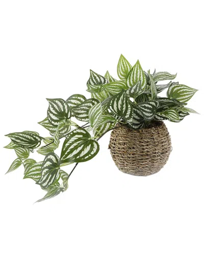 FLORA BUNDA FLORA BUNDA TRAILING IVY IN 6IN BASKET