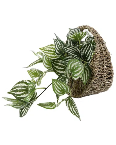 FLORA BUNDA FLORA BUNDA TRAILING IVY IN 8.5IN HANGING BASKET