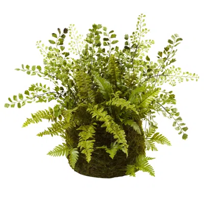 HOMPLANTI MIXED FERN W/TWIG AND MOSS BASKET