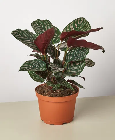 HOUSE PLANT SHOP CALATHEA 'ORNATA' LIVE PLANT, 6" POT