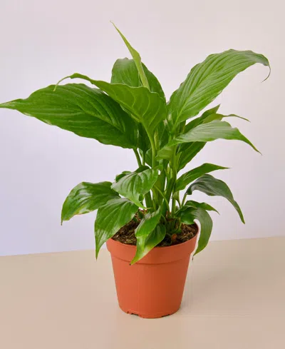 HOUSE PLANT SHOP SPATHIPHYLLUM 'PEACE LILY' LIVE PLANT, 4" POT