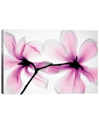 ICANVAS DISCONTINUED ICANVAS MAGNOLIAS II BY HONG PHAM WALL ART