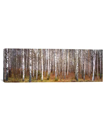 ICANVAS ICANVAS SILVER BIRCH TREES IN A FORESTNARKE