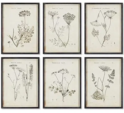 NAPA HOME & GARDEN WILDFLOWER STUDY, SET OF 6 WALL ART