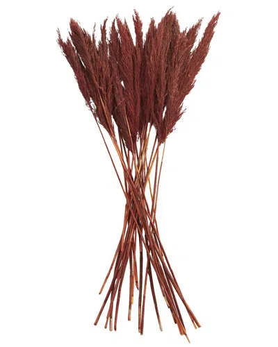 PEYTON LANE PEYTON LANE PAMPAS RED DRIED PLANT NATURAL FOLIAGE WITH LONG STEMS